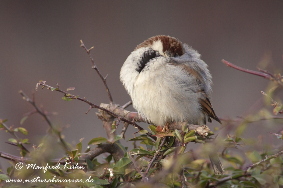 Haussperling ()_0024