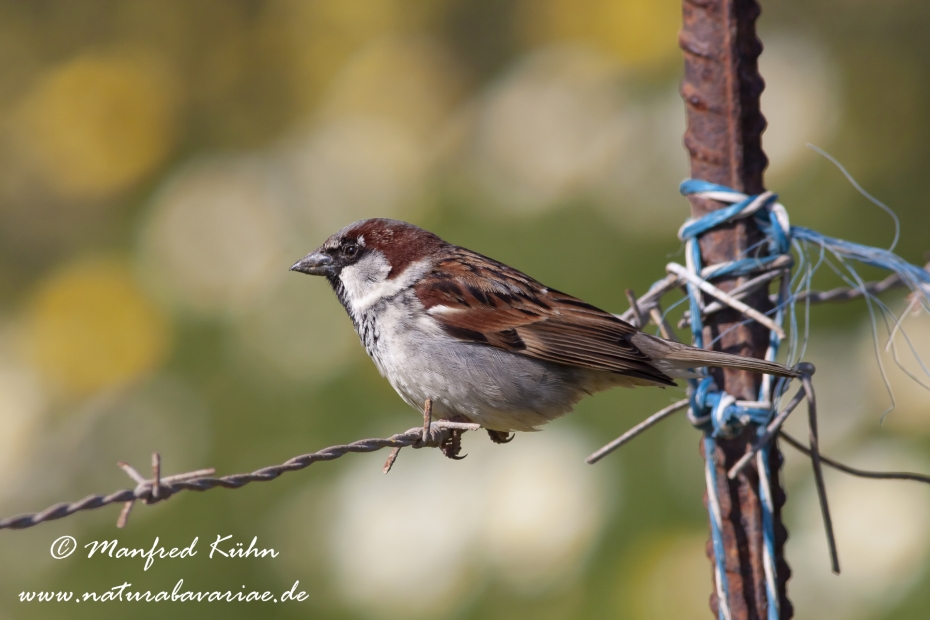 Haussperling ()_0034