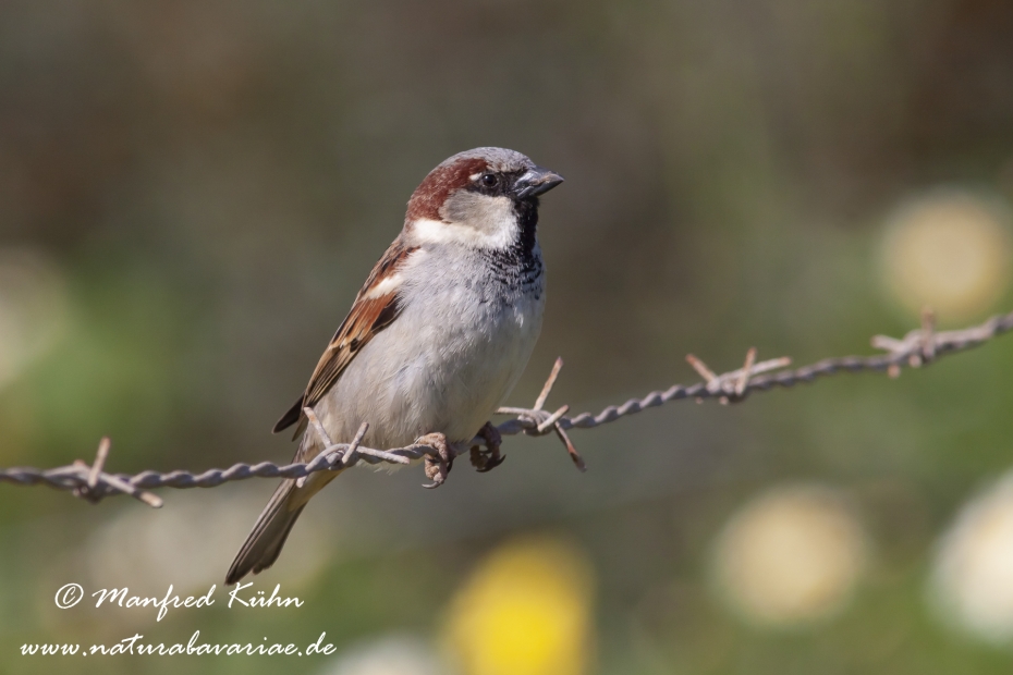 Haussperling ()_0035