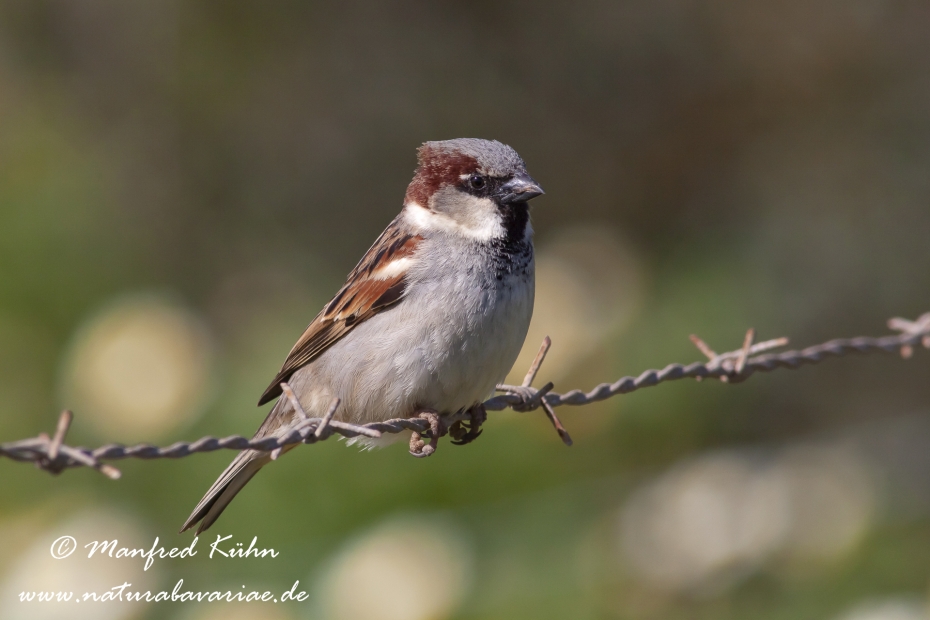 Haussperling ()_0038