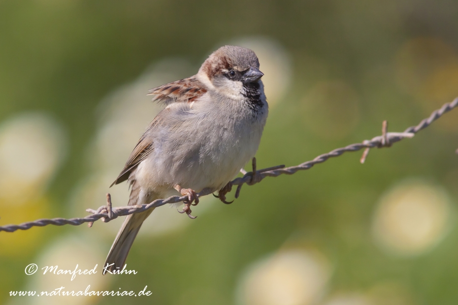 Haussperling ()_0041