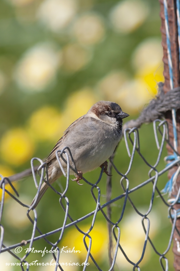 Haussperling ()_0042