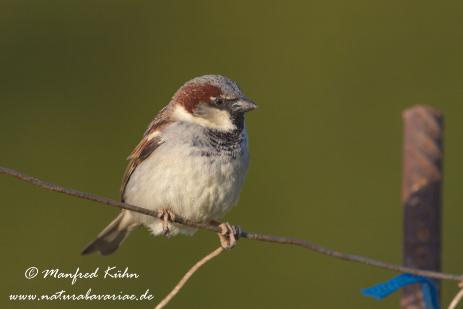 Haussperling ()_0044