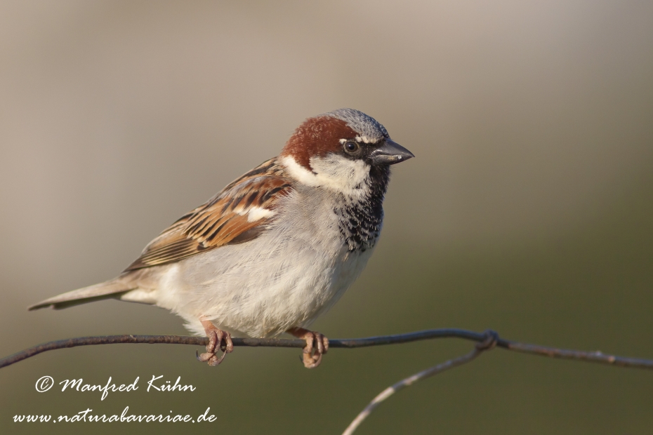 Haussperling ()_0045