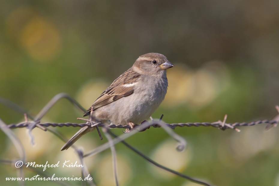 Haussperling ()_0048