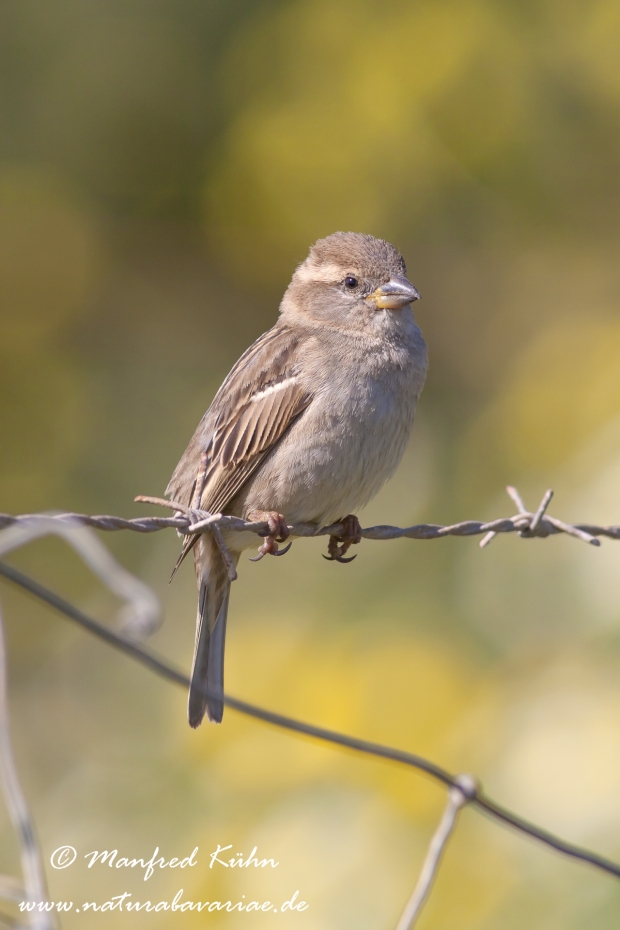 Haussperling ()_0050