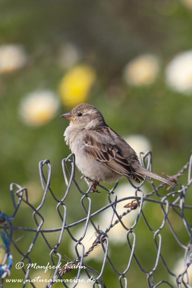 Haussperling ()_0051