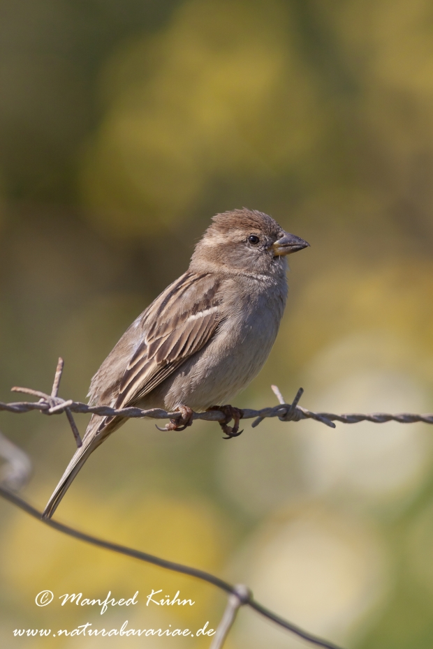Haussperling ()_0053