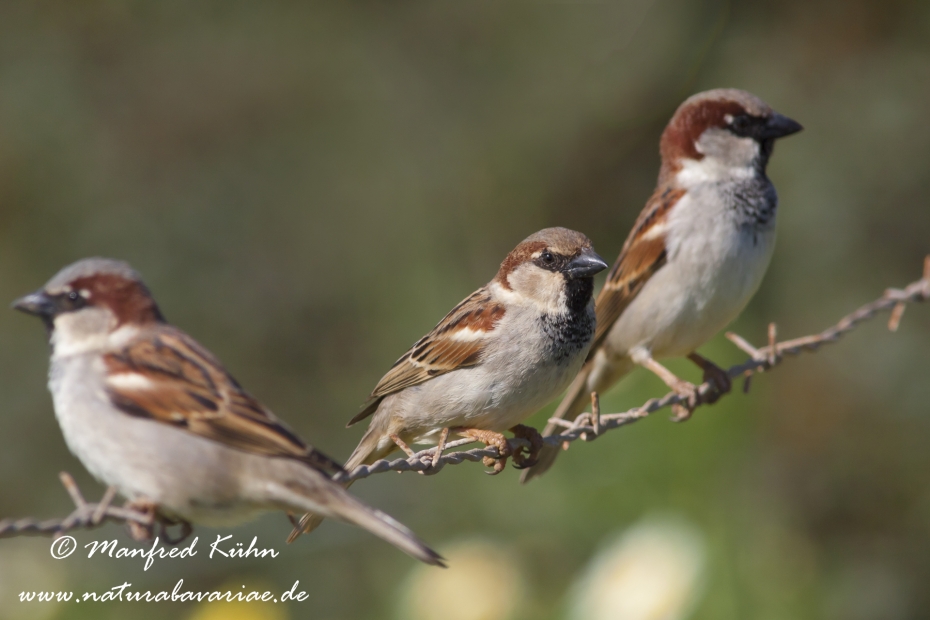 Haussperling ()_0055