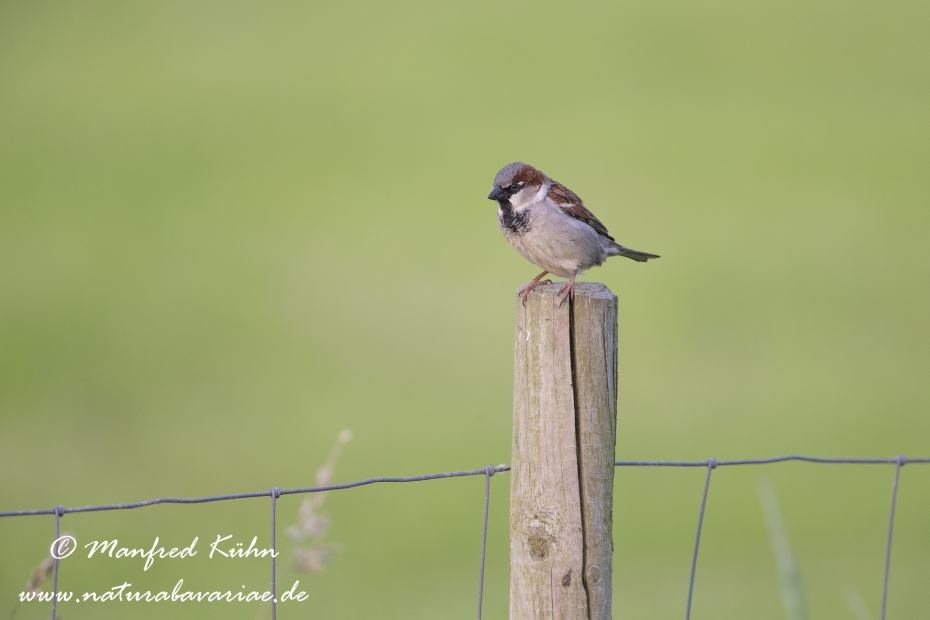 Haussperling ()_0057