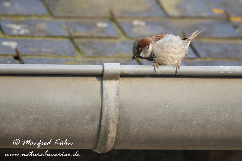 Haussperling ()_0058