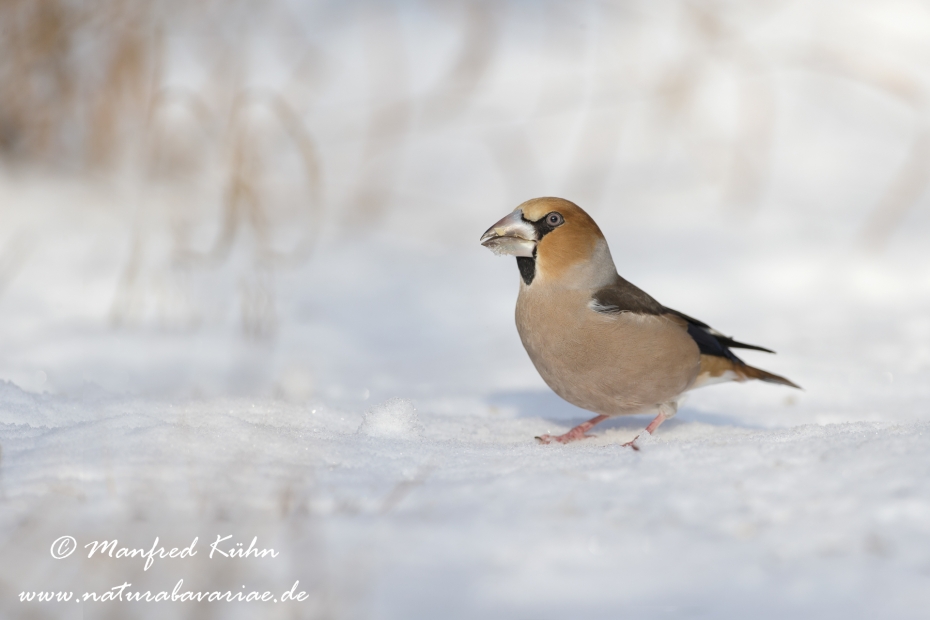 Kernbeisser ()_0009