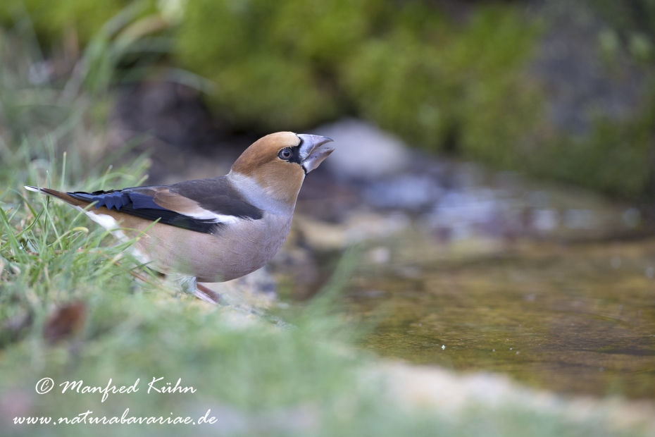 Kernbeisser ()_0042