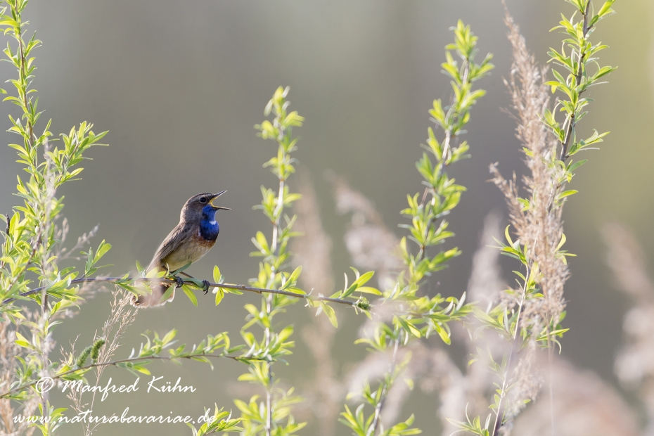 Blaukehlchen ()_0005