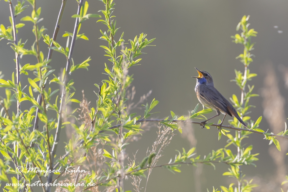 Blaukehlchen ()_0006