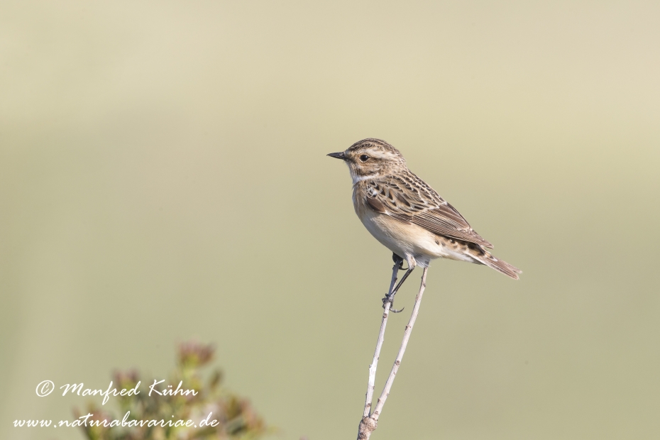 Braunkehlchen ()_0011