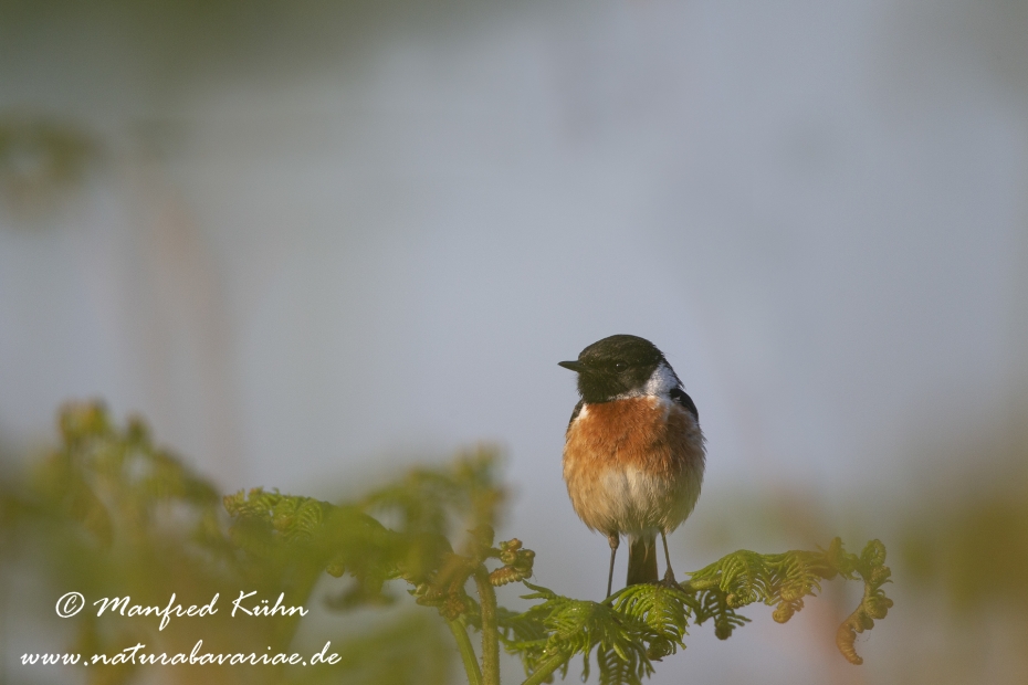Schwarzkehlchen ()_0044
