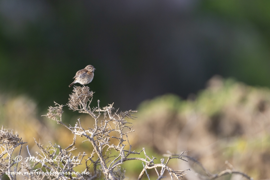 Schwarzkehlchen ()_0045