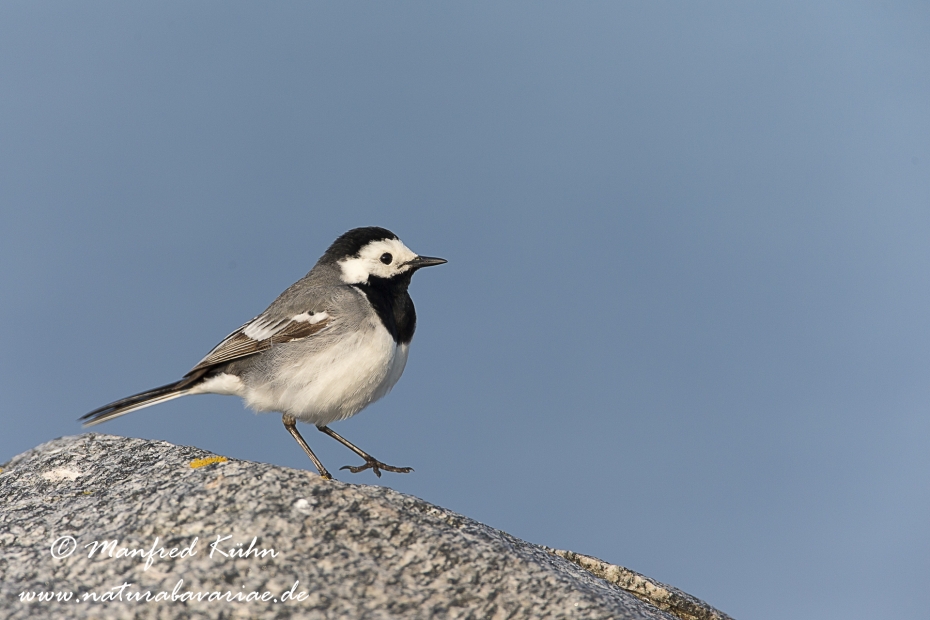 Bachstelze ()_0006