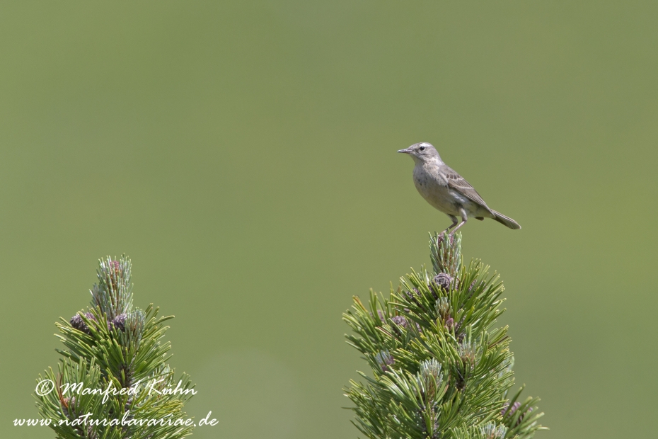 Bergpieper ()_0003