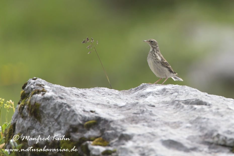 Bergpieper ()_0006