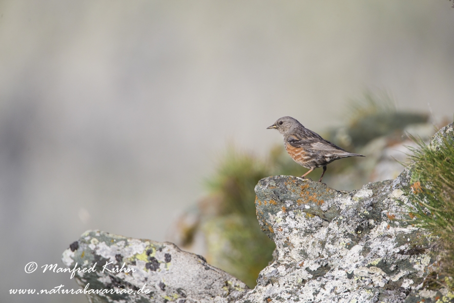 Alpenbraunelle ()_0001