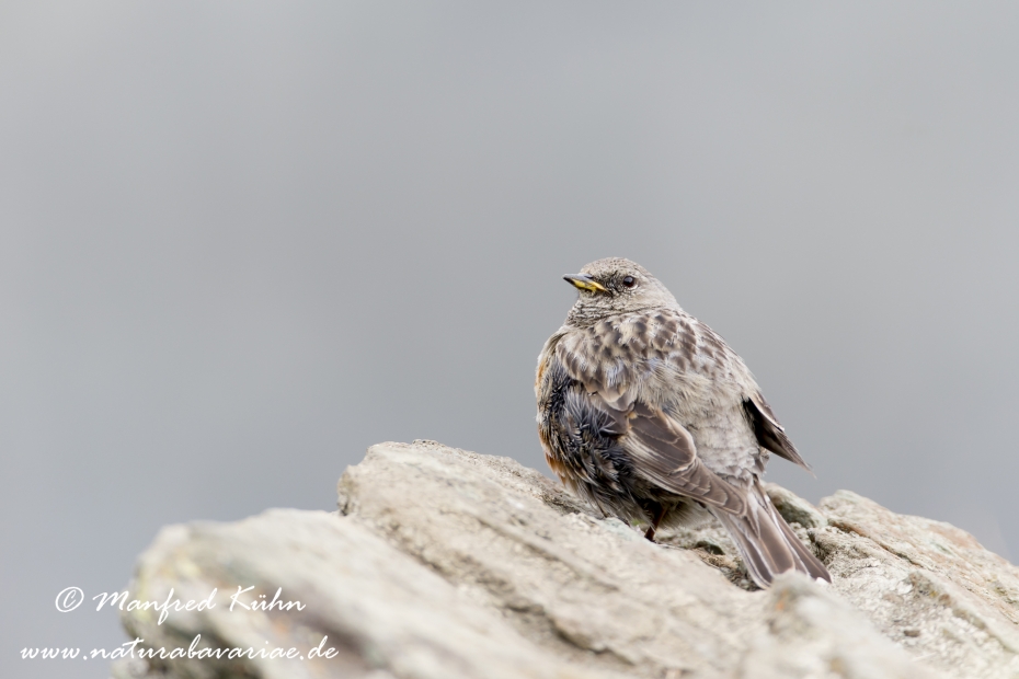 Alpenbraunelle ()_0009