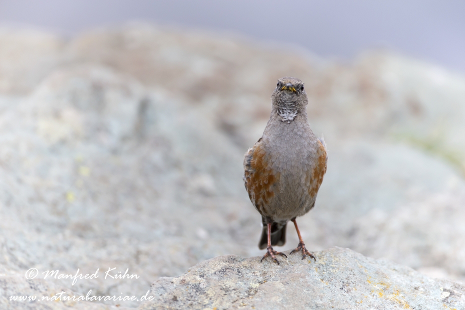 Alpenbraunelle ()_0014