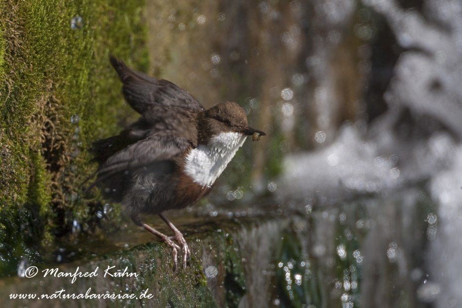 Wasseramsel ()_0029