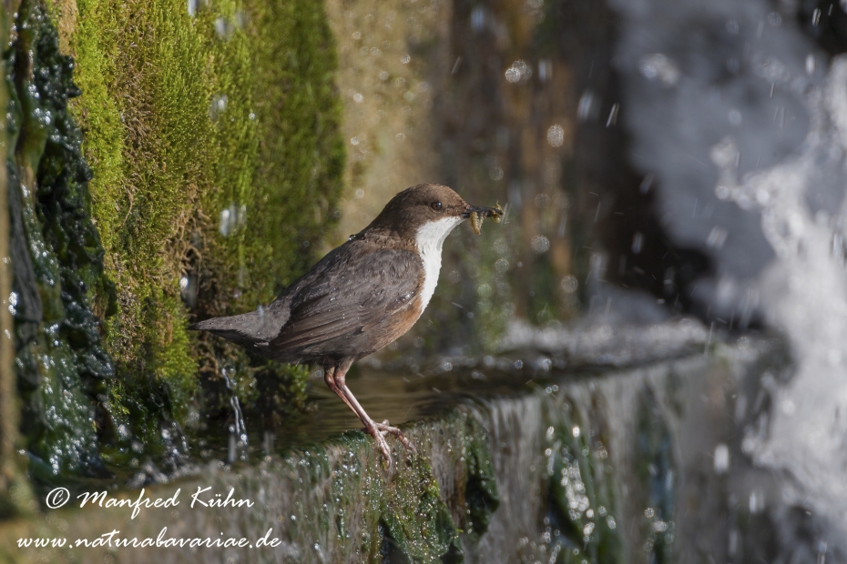 Wasseramsel ()_0043