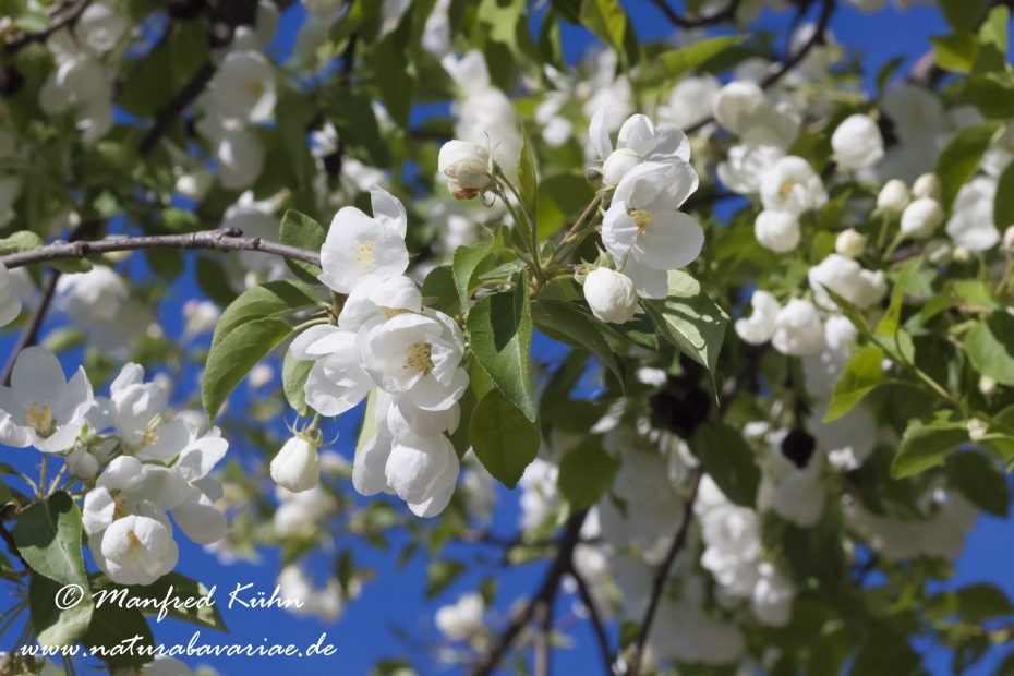 Apfel (Kirschapfel)_0001