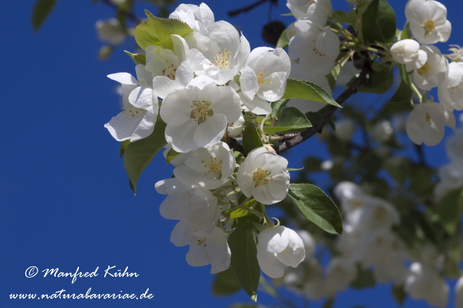 Apfel (Kirschapfel)_0002