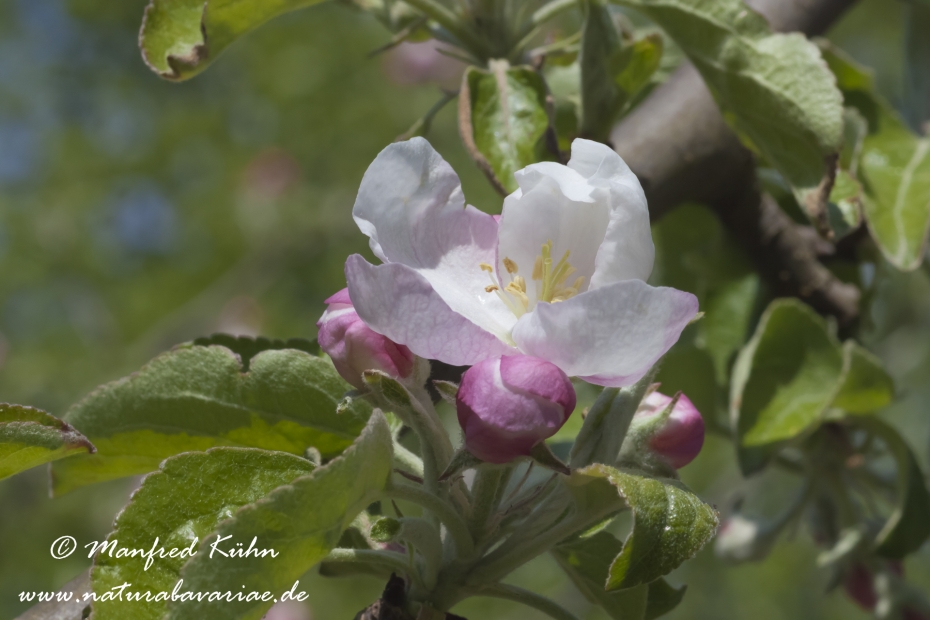 Apfel (Speiseapfel)_0002