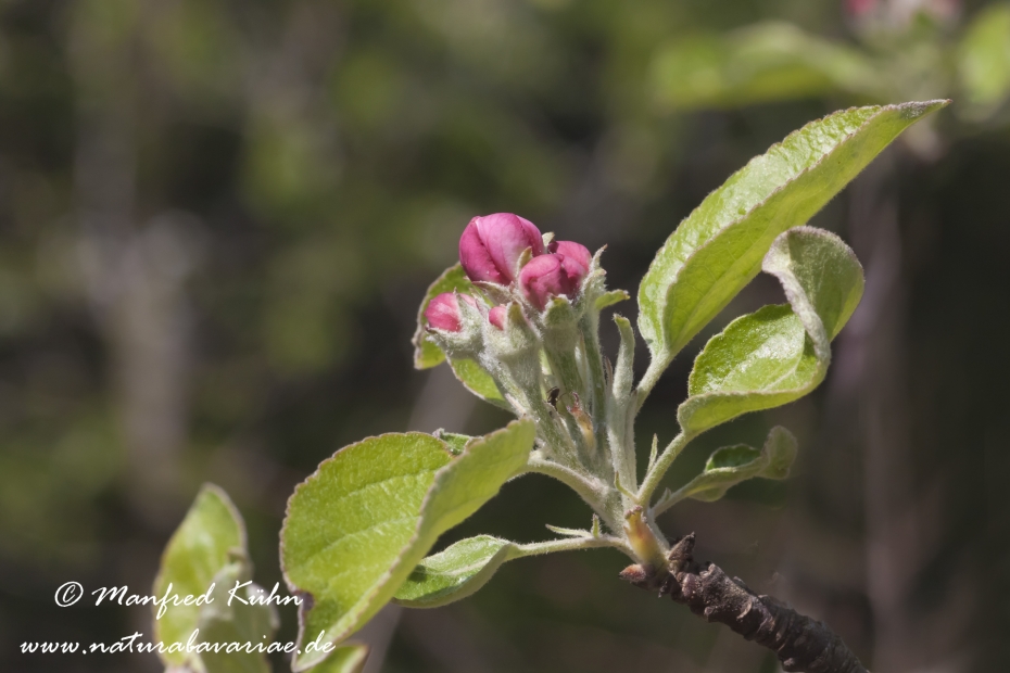 Apfel (Speiseapfel)_0003