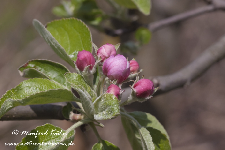Apfel (Speiseapfel)_0004