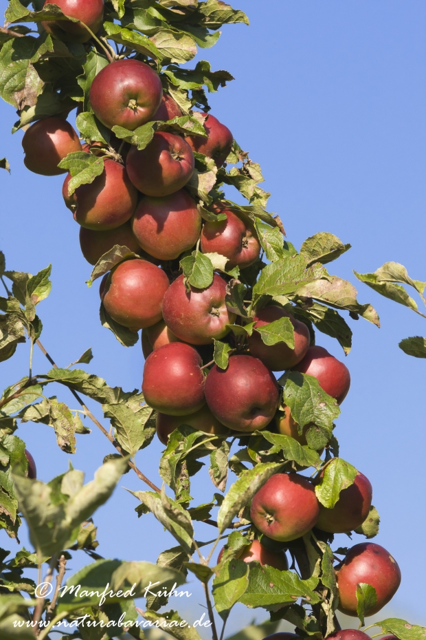 Apfel (Speiseapfel)_0005