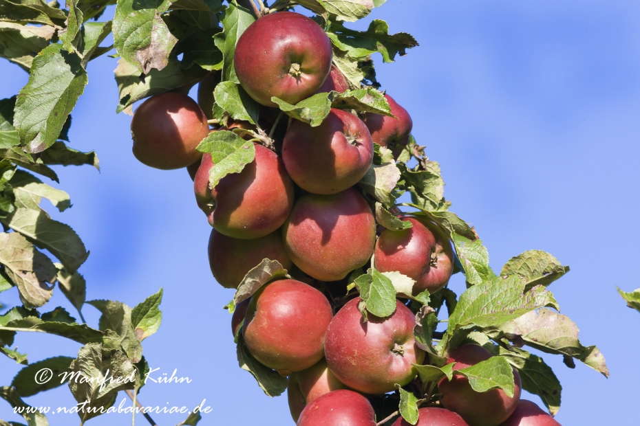 Apfel (Speiseapfel)_0006