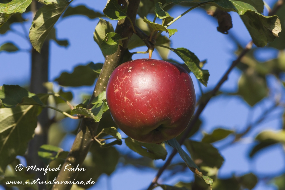 Apfel (Speiseapfel)_0009