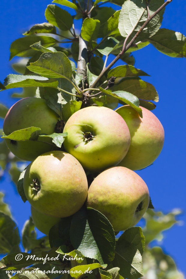 Apfel (Speiseapfel)_0012