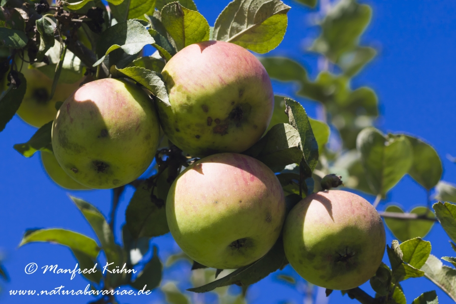 Apfel (Speiseapfel)_0014
