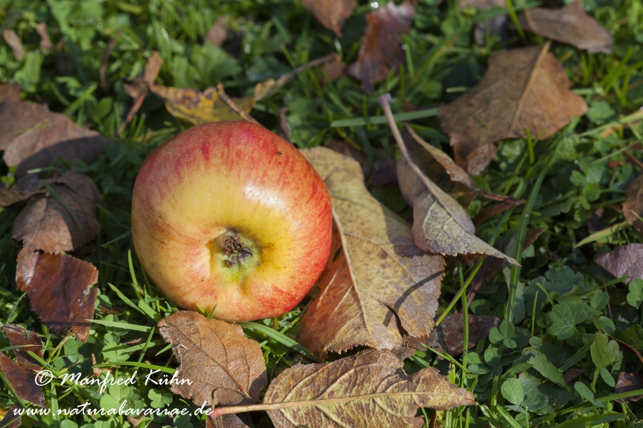 Apfel (Speiseapfel)_0015
