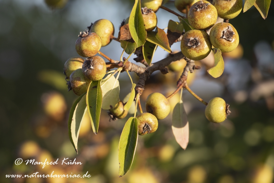 Birne (Wild-)_0001