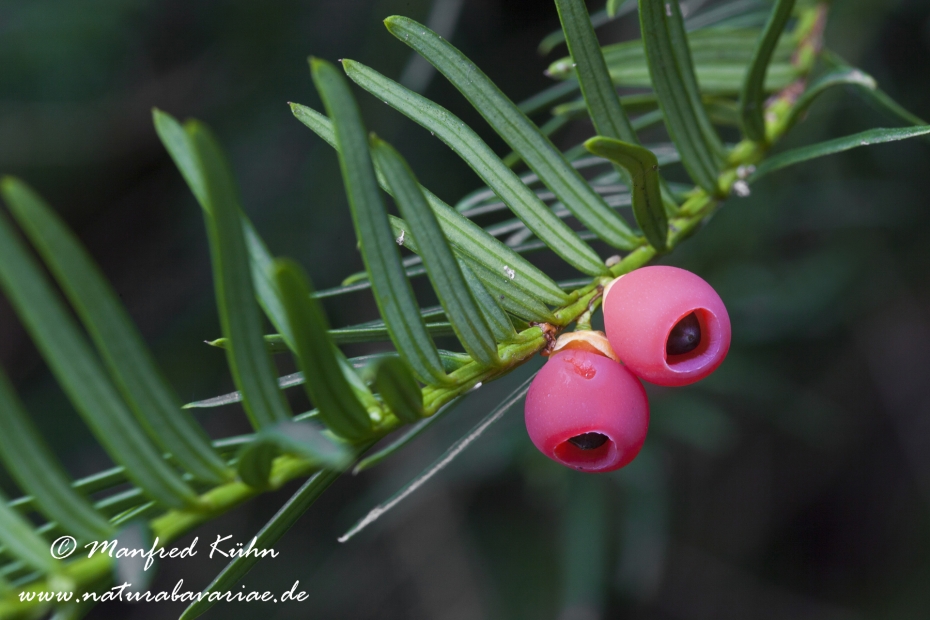 Eibe (Frucht)_0003