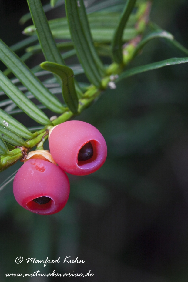 Eibe (Frucht)_0004