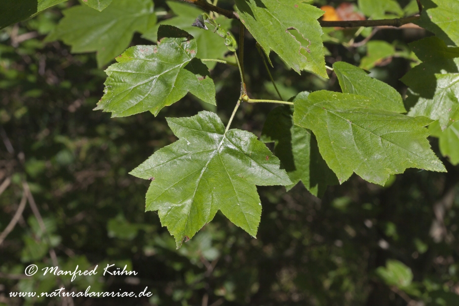 Elsbeere (Laub)_0001