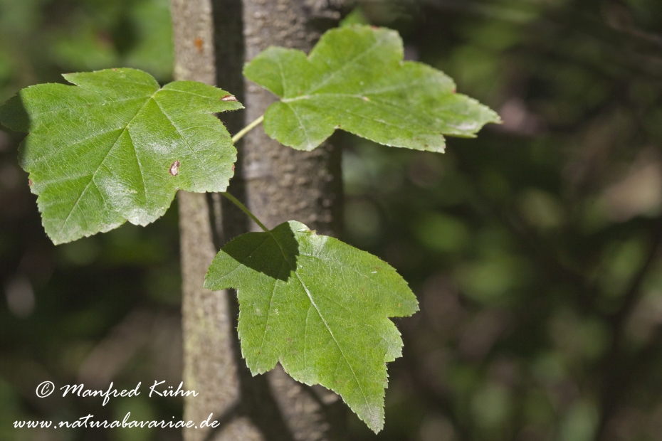 Elsbeere (Laub)_0003