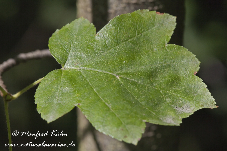 Elsbeere (Laub)_0005
