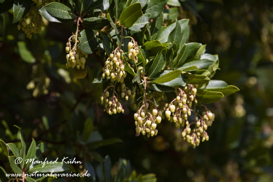 Erdbeerbaum (Westlicher)_0009