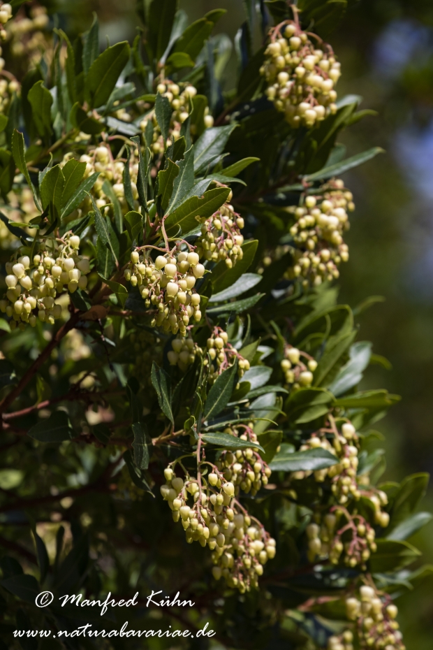 Erdbeerbaum (Westlicher)_0010