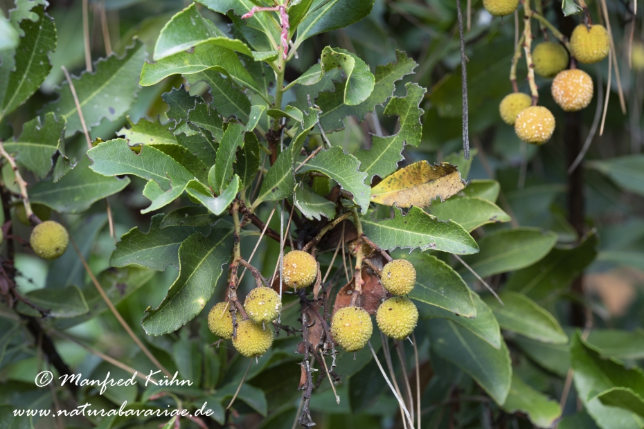 Erdbeerbaum (Westlicher)_0015